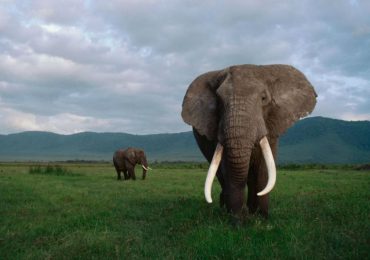 ¿Cuánto pueden medir los colmillos de los elefantes?