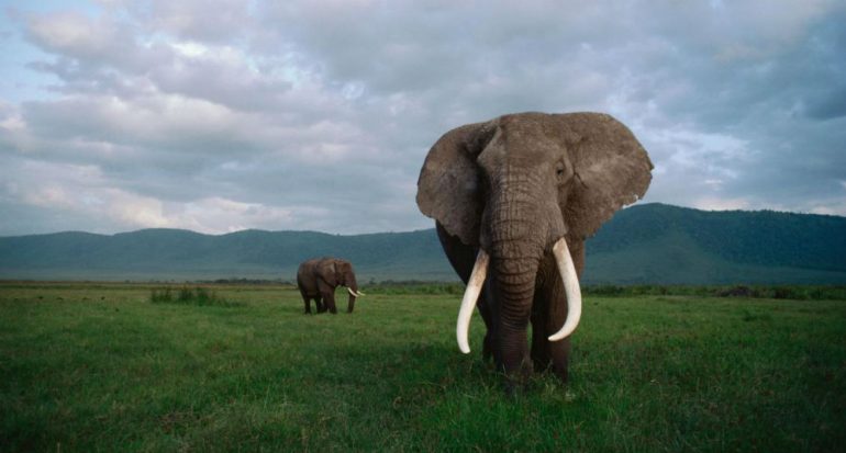 ¿Cuánto pueden medir los colmillos de los elefantes?