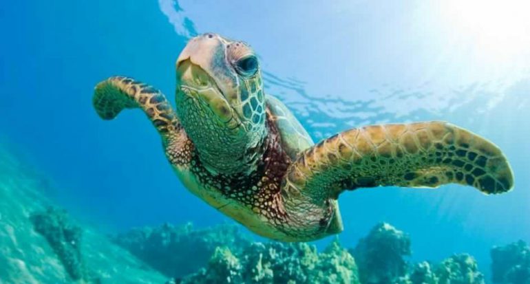 ¿Cuánto tiempo puede permanecer una tortuga verde bajo el agua?