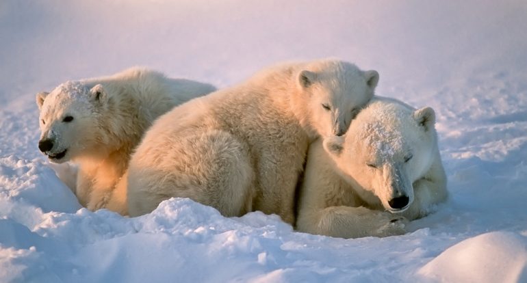 ¿Cuántos años vive un oso polar?