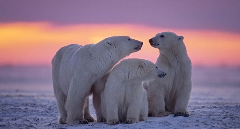 ¿Cuántos años vive un oso polar?