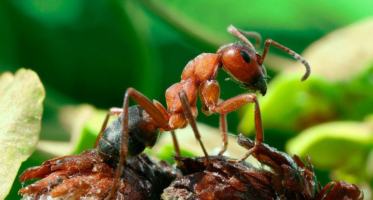 ¿Cuántos años viven las hormigas reina?