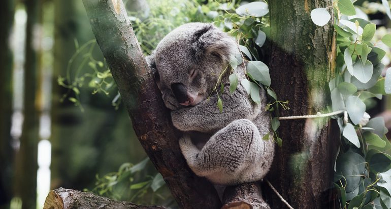 ¿Cuántos años viven un koala?
