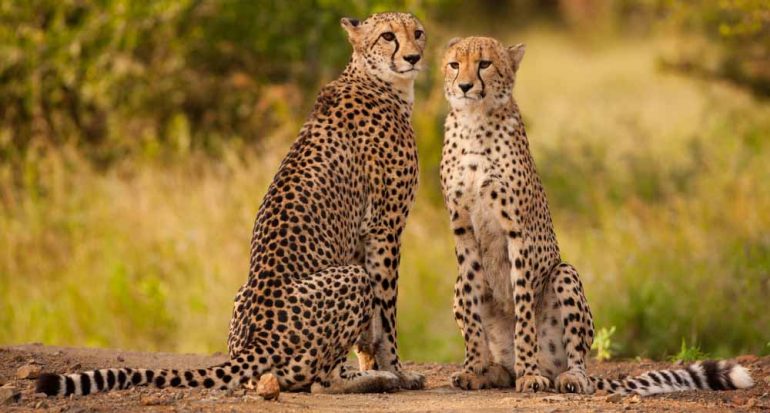 ¿Cuántos guepardos quedan en el mundo?