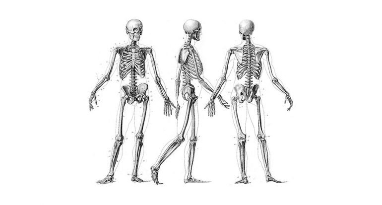 ¿Cuántos huesos tiene el cuerpo humano?