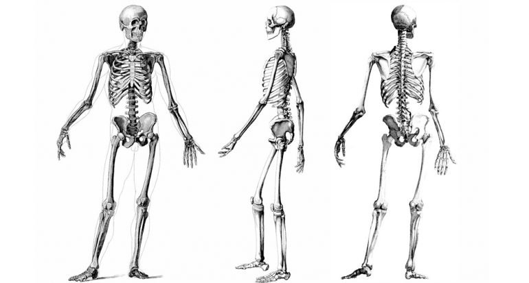 ¿Cuántos huesos tiene un ser humano adulto?
