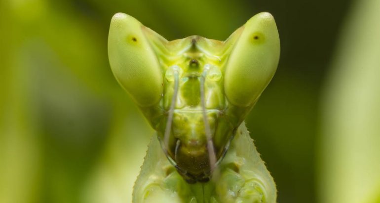 ¿Cuántos ojos tiene la mantis religiosa?
