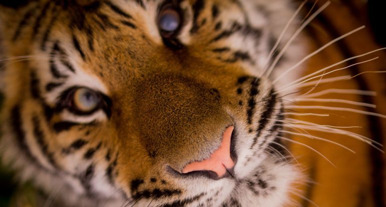 ¿Cuántos tigres quedan en el mundo?