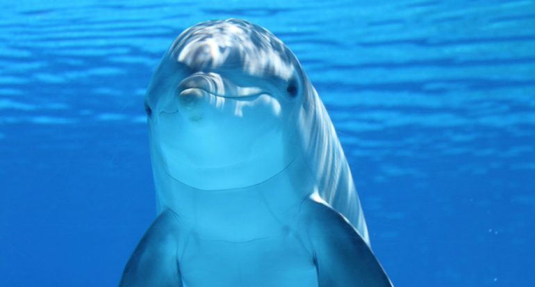 ¿Cómo escuchan los delfines?