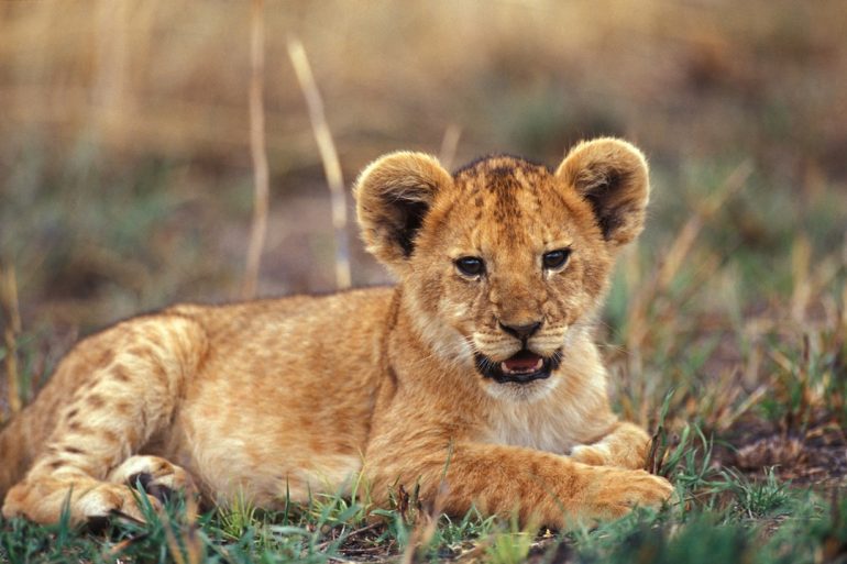 ¿Cómo proteger a los leones?