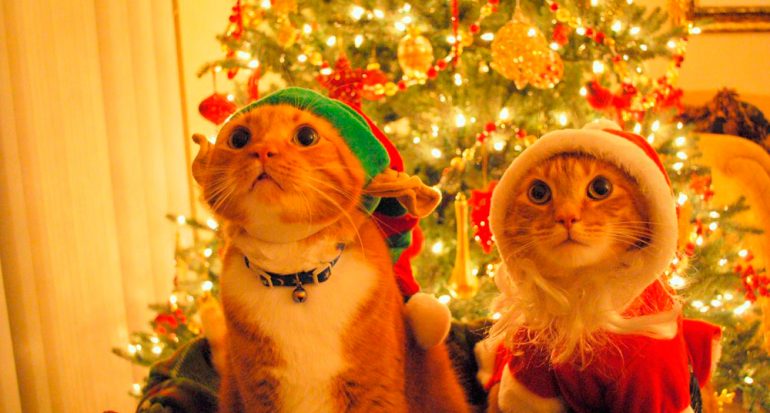 ¿Cómo proteger a tu gato y a tu árbol de Navidad?