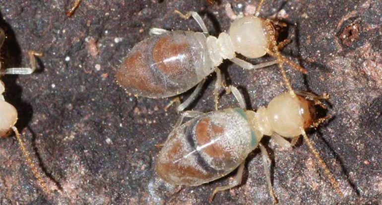 ¿Cómo se defienden las termitas?
