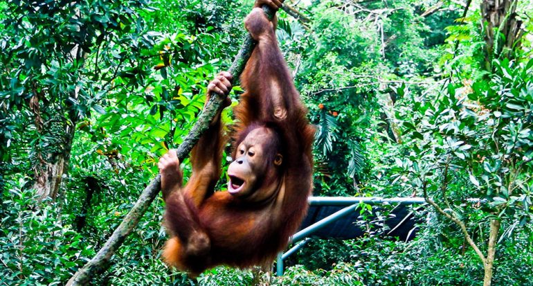 ¿De dónde proviene la palabra ?orangután??