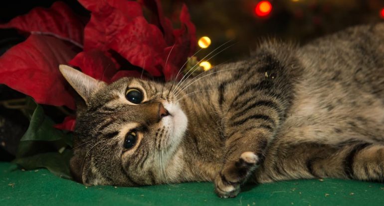 ¿De qué debes cuidar a tu gato en Navidad?