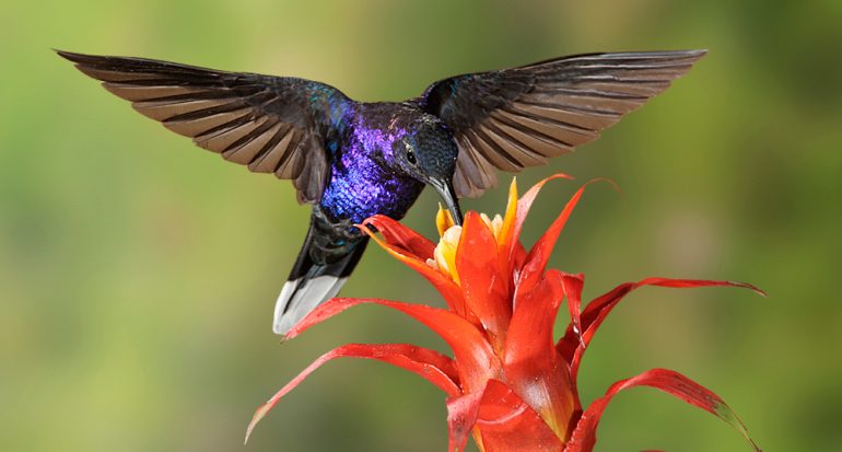 ¿En qué país habitan el mayor número de especies de colibríes?