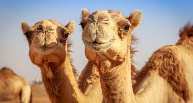 ¿En qué país habitan más camellos en el mundo?