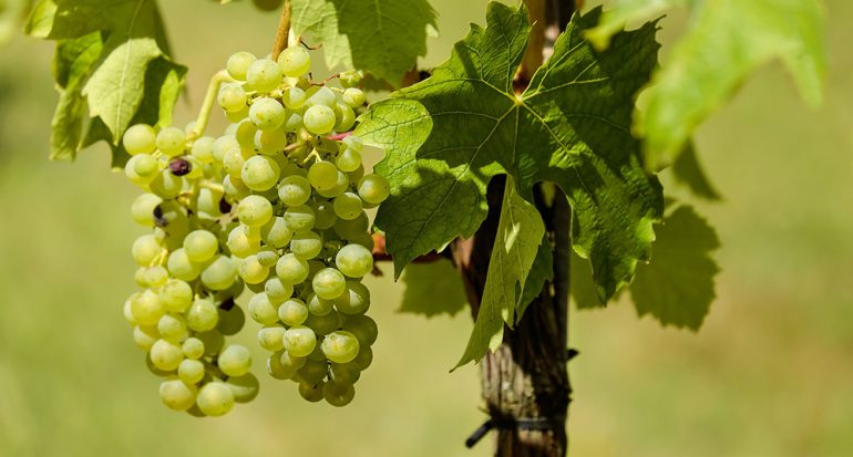 ¿En qué región de Estados Unidos se produce más del 80% del vino de todo el país?