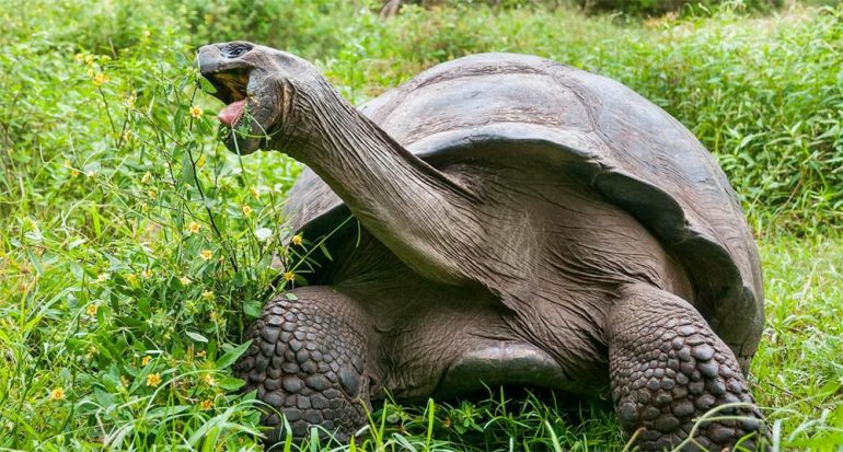 ¿Están comiendo lo adecuado las tortugas de las Galápagos?