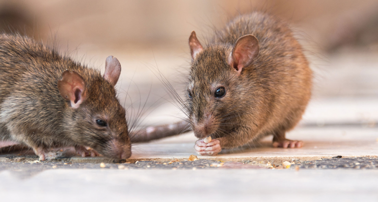 ¿Hace cuánto llegaron las ratas a Nueva York?