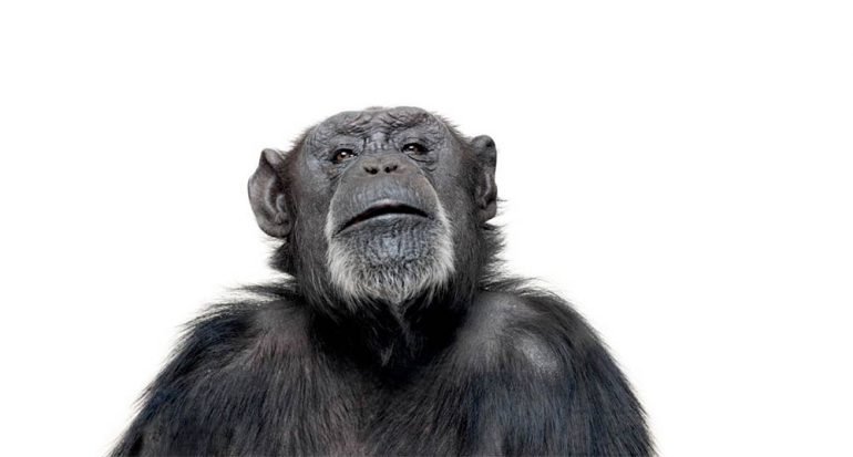 ¿Intercambian los chimpancés comida por sexo?