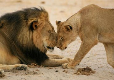 ¿La caza de leones por trofeo apoya la conservación?