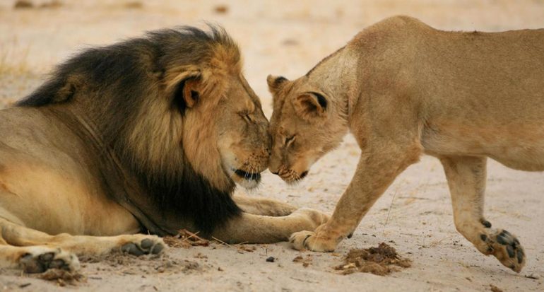 ¿La caza de leones por trofeo apoya la conservación?