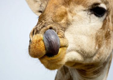 ¿Los animales se limpian la nariz?
