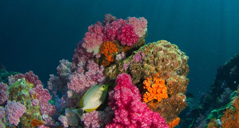 ¿Los corales son plantas o animales?