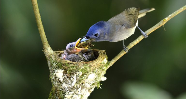 ¿Los nidos son sólo para tener polluelos?