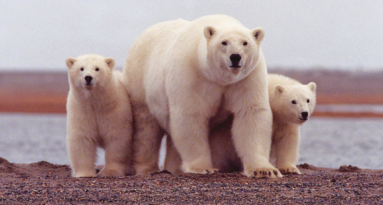¿Los osos polares realmente son blancos?