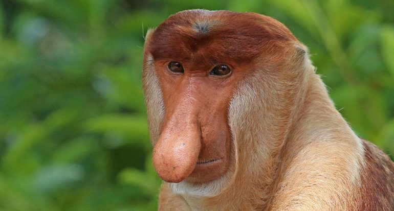 ¿Para qué usa su nariz el mono narigudo?
