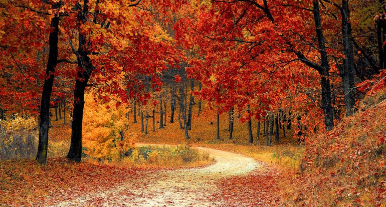¿Por qué en otoño las hojas se tornan color rojizo y se caen?