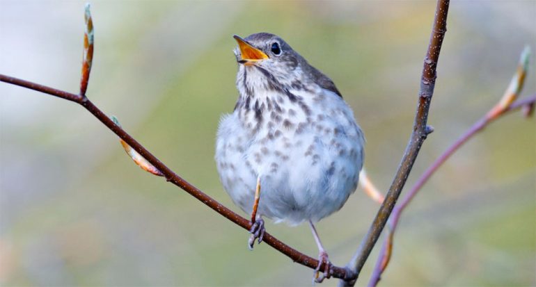 ¿Por qué es más dulce el canto de las aves pequeñas?