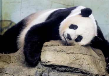 ¿Por qué es tan difícil que se reproduzcan los pandas?