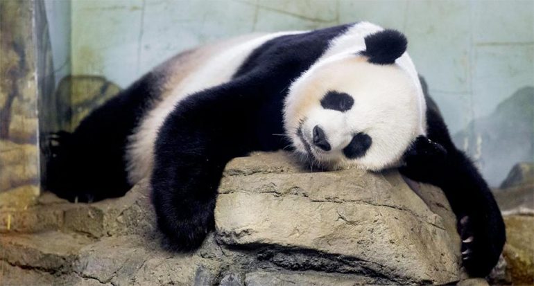 ¿Por qué es tan difícil que se reproduzcan los pandas?
