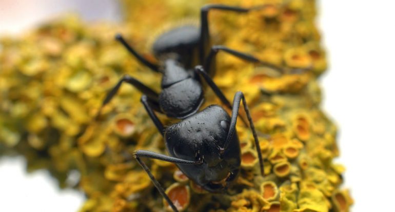 ¿Por qué las hormigas forman hileras?