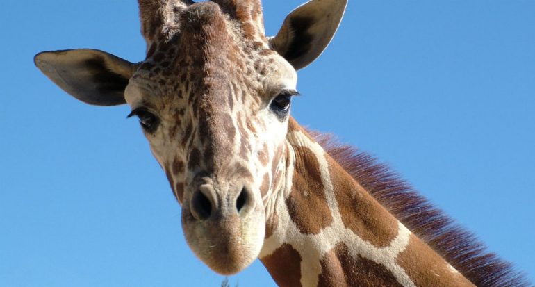 ¿Por qué las jirafas tienen el cuello largo?