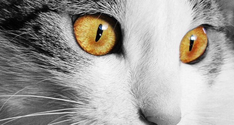 ¿Por qué los gatos tienen las pupilas alargadas?
