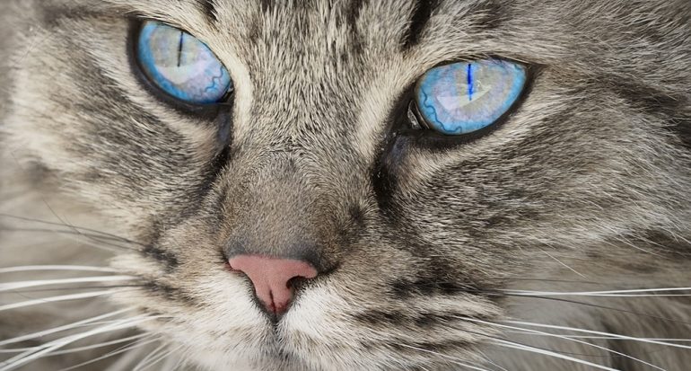 ¿Por qué los gatos tienen las pupilas diferentes?