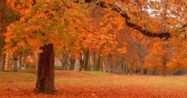 ¿Por qué otoño es rojo en América y amarillo en Europa?
