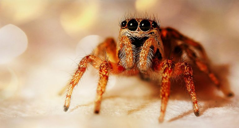 ¿Por qué tememos a las arañas?