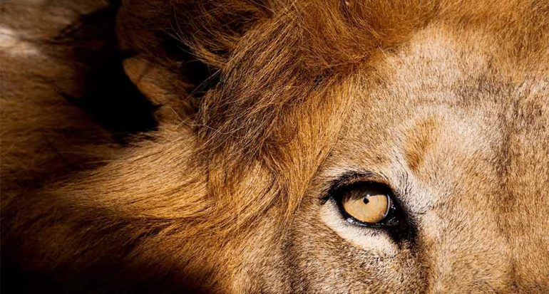 ¿Por qué un león mató a un turista en Sudáfrica?