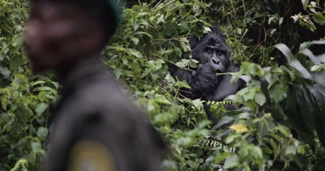 ¿Quién asesinó a los gorilas de Virunga?