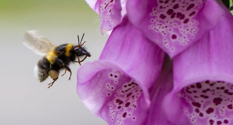 ¿Qué alimento de consumo diario polinizan los abejorros?