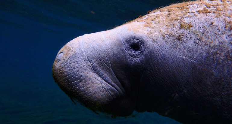 ¿Qué animal marino es pariente del elefante?