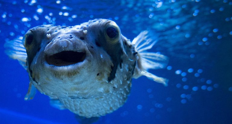 ¿Qué tan letal es el veneno del pez globo?