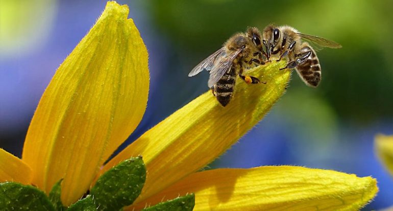 ¿Qué tipo de abeja produce más miel?