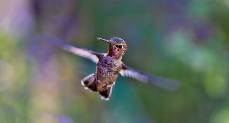 ¿Sabes cuántos aleteos por segundo hace el colibrí?