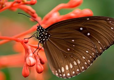¿Sabes en dónde tienen el sentido del gusto las mariposas?