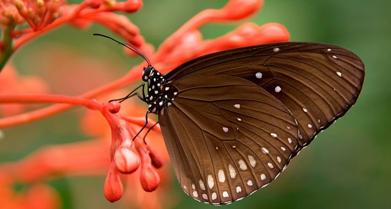 ¿Sabes en dónde tienen el sentido del gusto las mariposas?